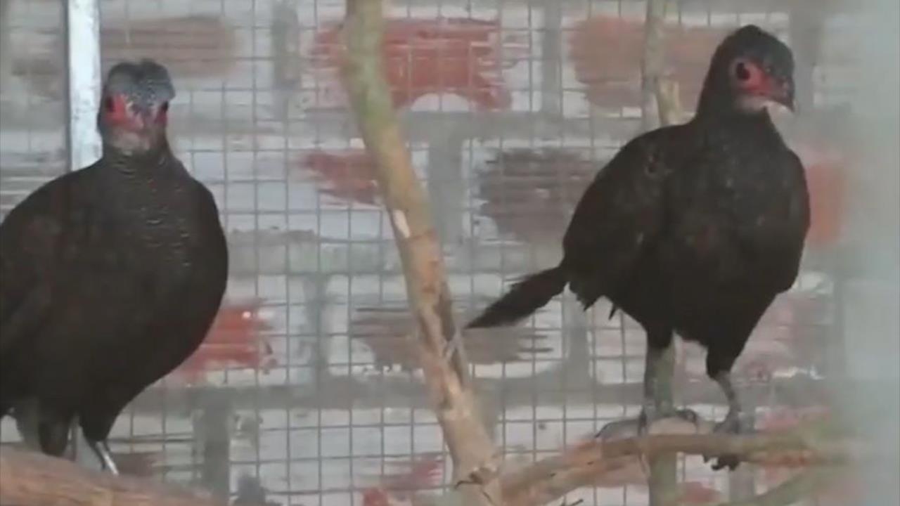 Phat hien hang tram dong vat quy hiem tai vuon chim mien Tay hinh anh