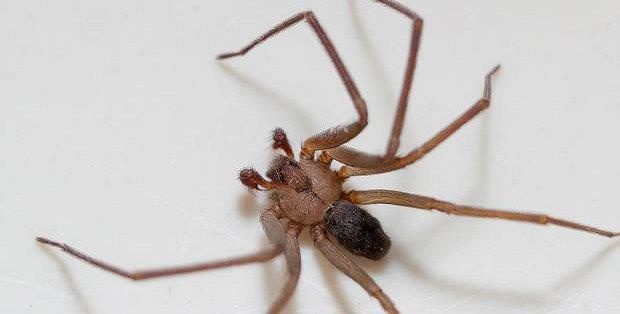 Nhen doc chui vao tai, nguoi phu nu suyt mat mang hinh anh