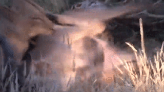 Mai danh nhau gianh ban tinh, linh duong chet tham duoi ham su tu hinh anh