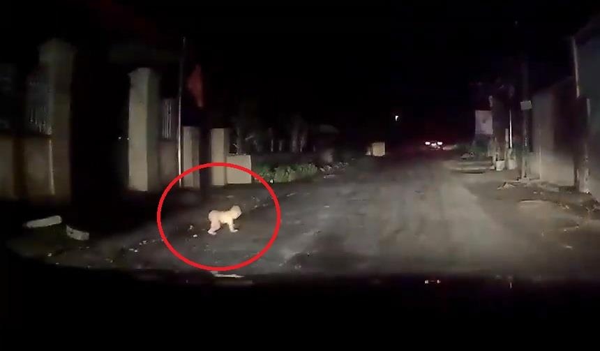 Lai oto suyt gap hoa vi em be bo ra duong trong dem hinh anh