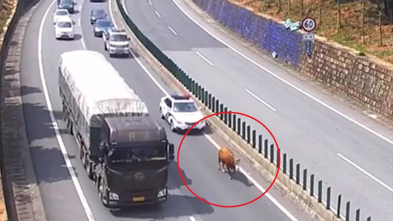 Bo lac chu lang thang tren cao toc day xe o Trung Quoc hinh anh