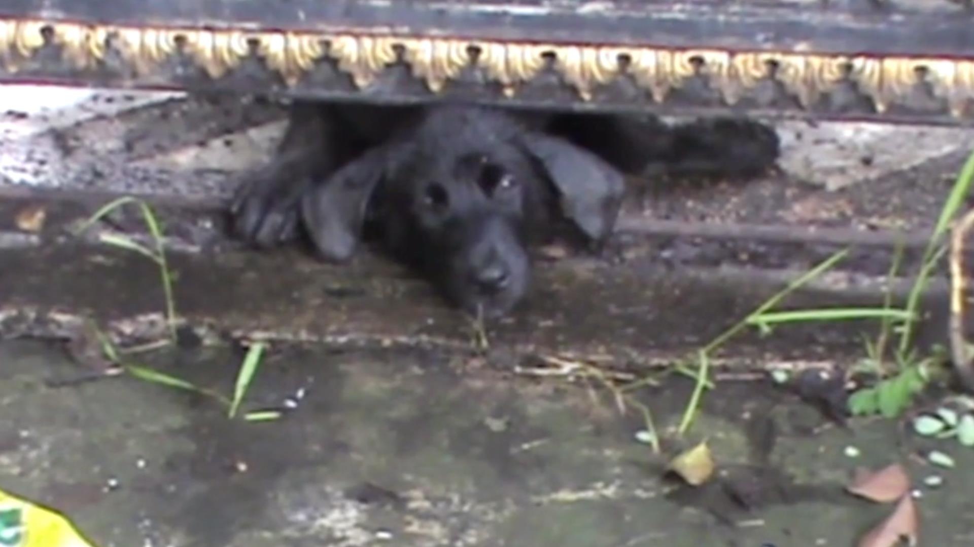 Giai cuu chu cho bi ket dau vao cong sat suot 2 ngay lien hinh anh