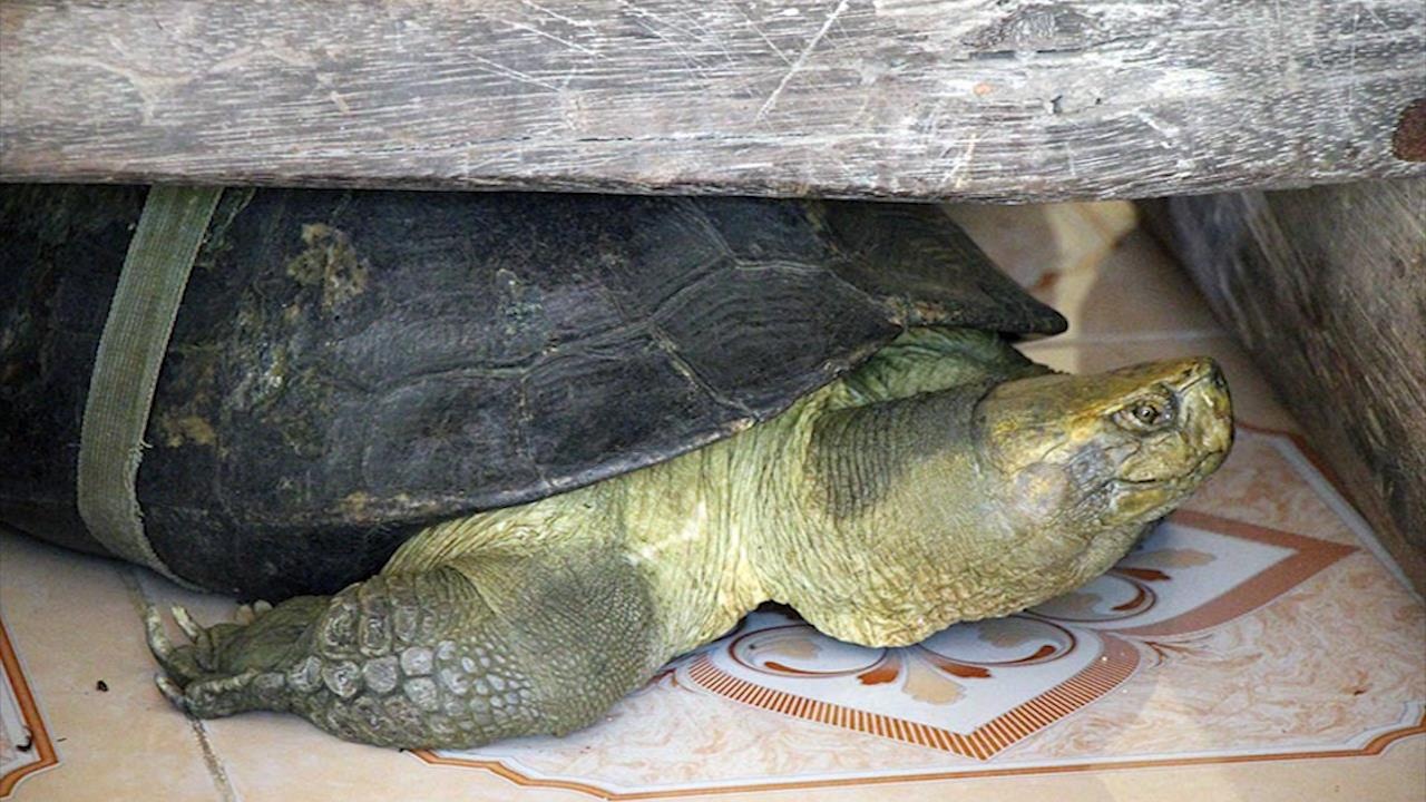 Nhung dieu ky bi trong ngoi co tu cua cac cu rua tram tuoi o mien Tay hinh anh