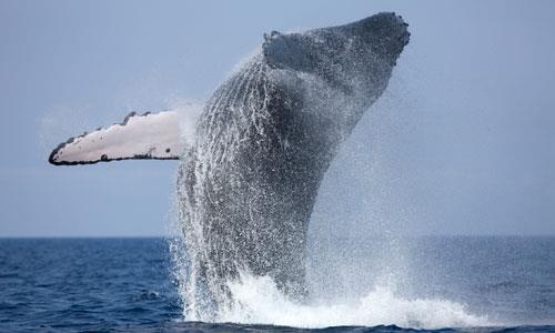 Tho lan suyt bi ca voi nuot chung khi dang quay canh san moi hinh anh