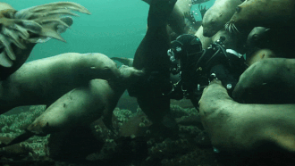 Su tu bien chen nhau de duoc 'nung niu' voi tho lan hinh anh