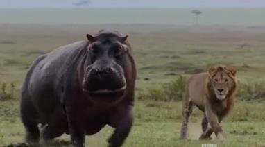 Ha ma bat ngo noi dien, ruot duoi su tu chay 'te khoi' hinh anh