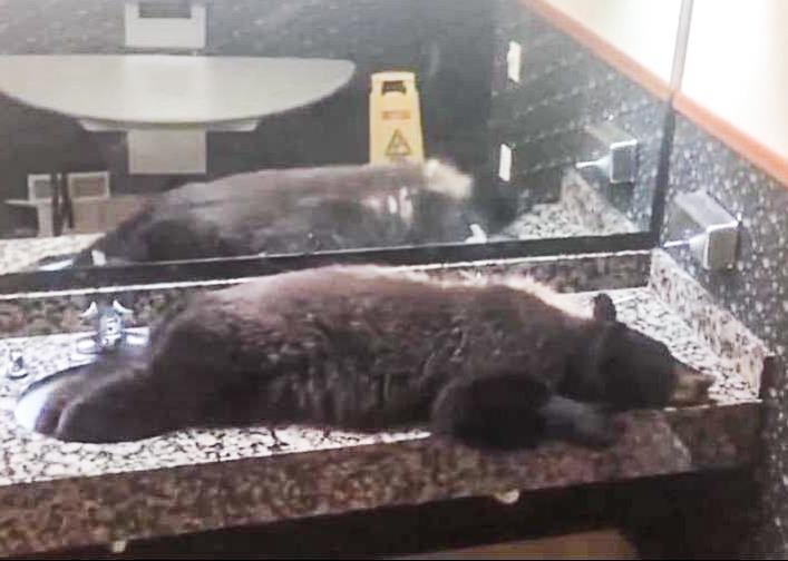 Gau vao phong tam nha nghi o My ngu trua vi qua met hinh anh