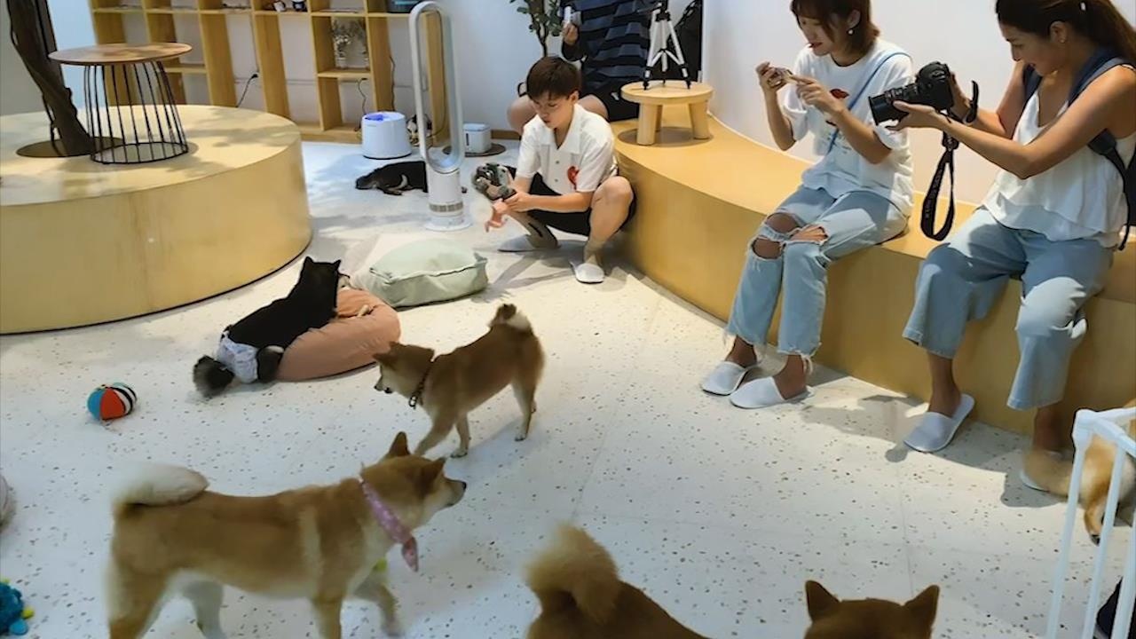 Quan ca phe cho Shiba dau tien o Bac Kinh hinh anh