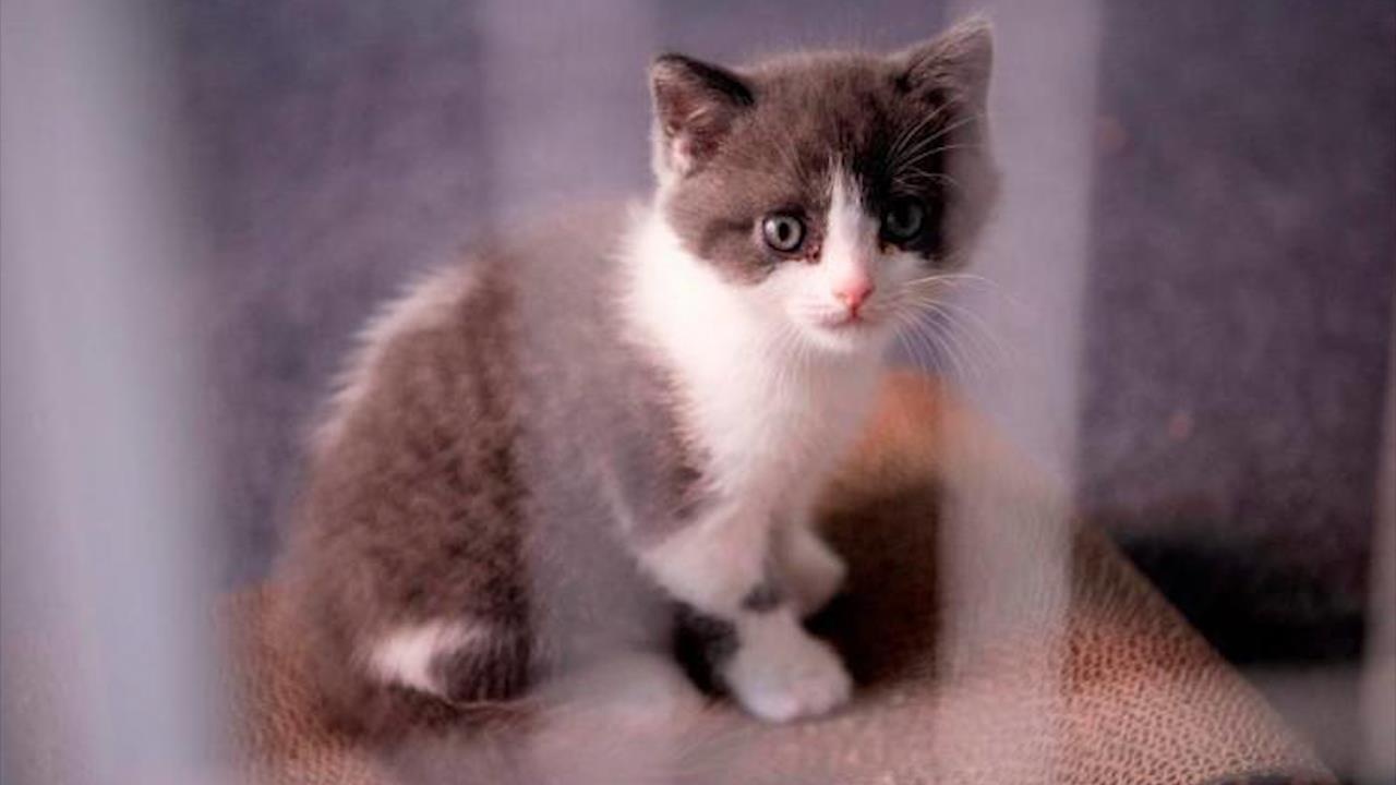 Chi 35.000 USD de nhan ban chu meo da chet 7 thang truoc o TQ hinh anh