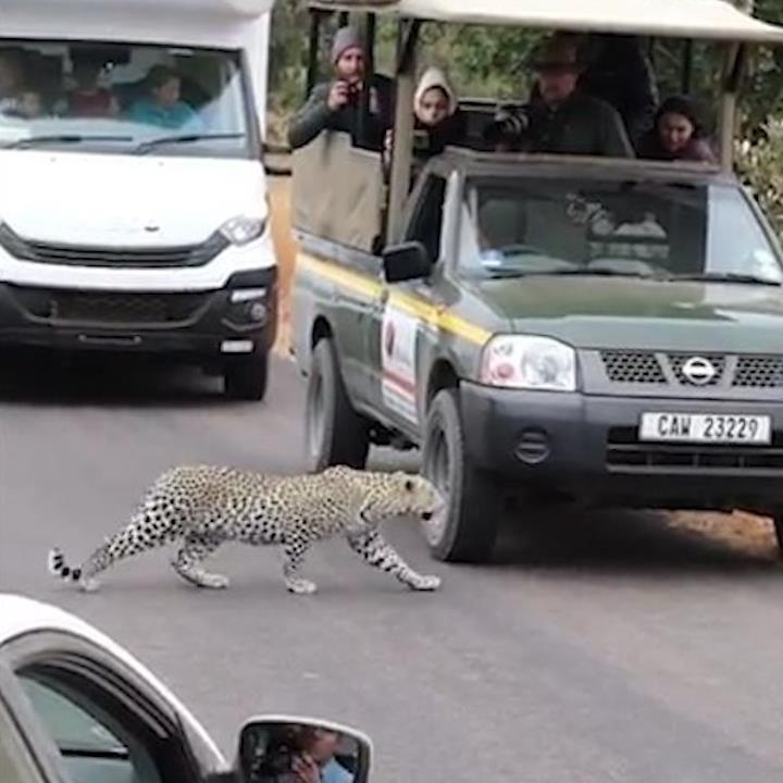 Bao dom bang qua duong, ngoi truoc oto de cho con moi hinh anh