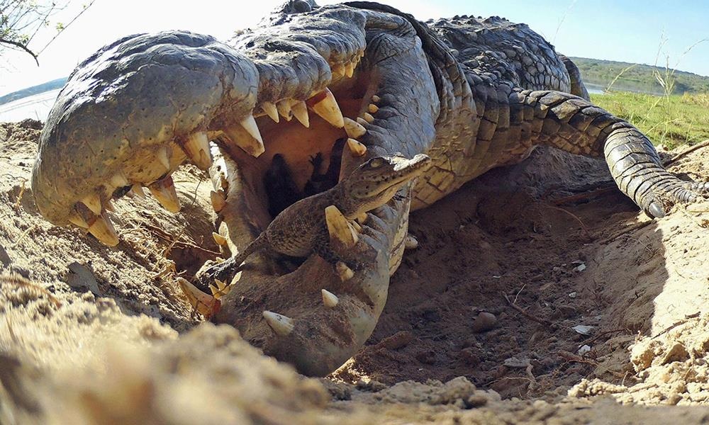 Can canh qua trinh ca sau ngam dan con moi no tha xuong song hinh anh