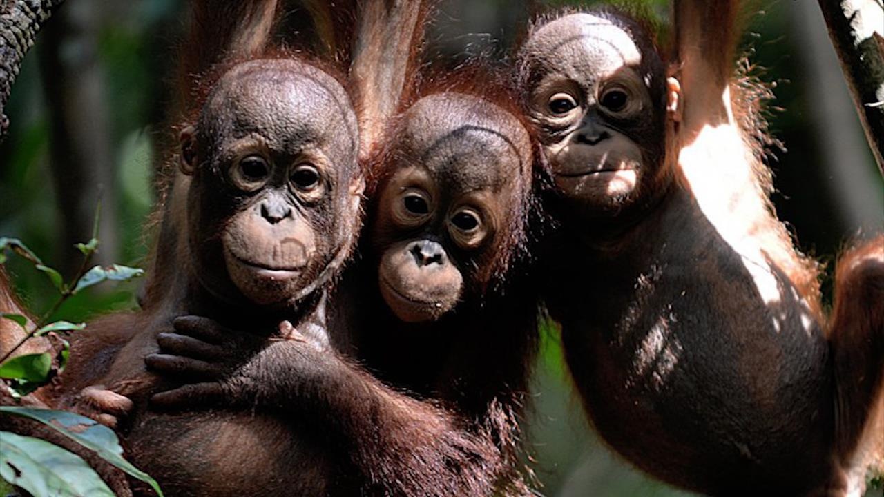 Duoi uoi co nguy co tuyet chung khi Indonesia doi do hinh anh