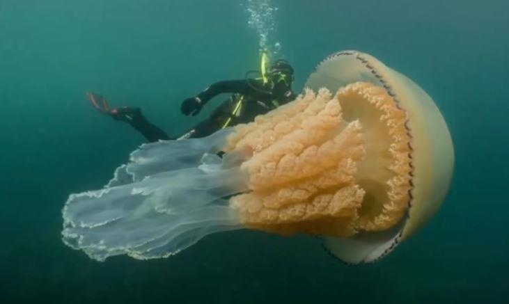 Nhung dieu ky la tho lan bat gap duoi day dai duong hinh anh