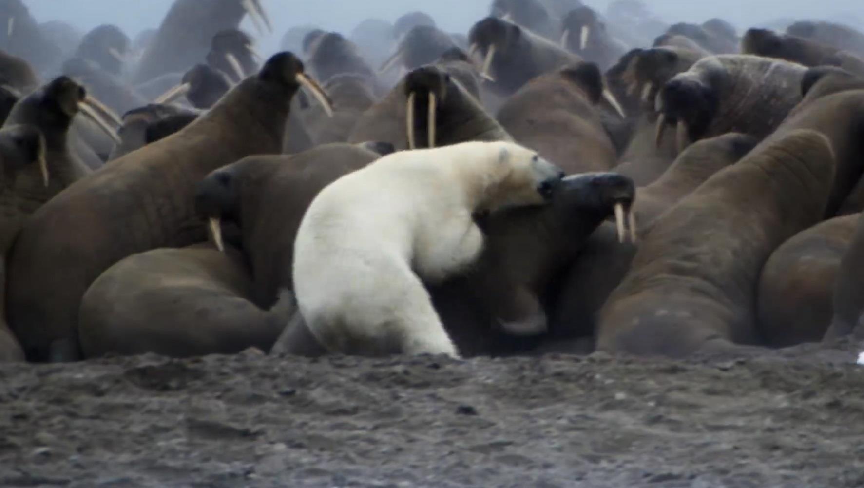 Gau Bac Cuc san hai ma nang hang tram can hinh anh