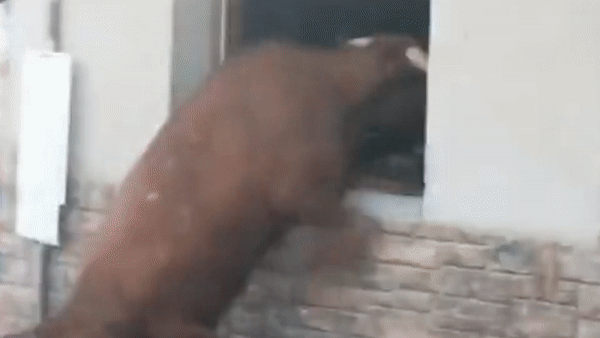 Bo tot co treo len cua so tan cong nguoi xem hinh anh