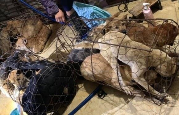 Triet pha duong day trom va tieu thu khoang 100 tan cho o Thanh Hoa hinh anh