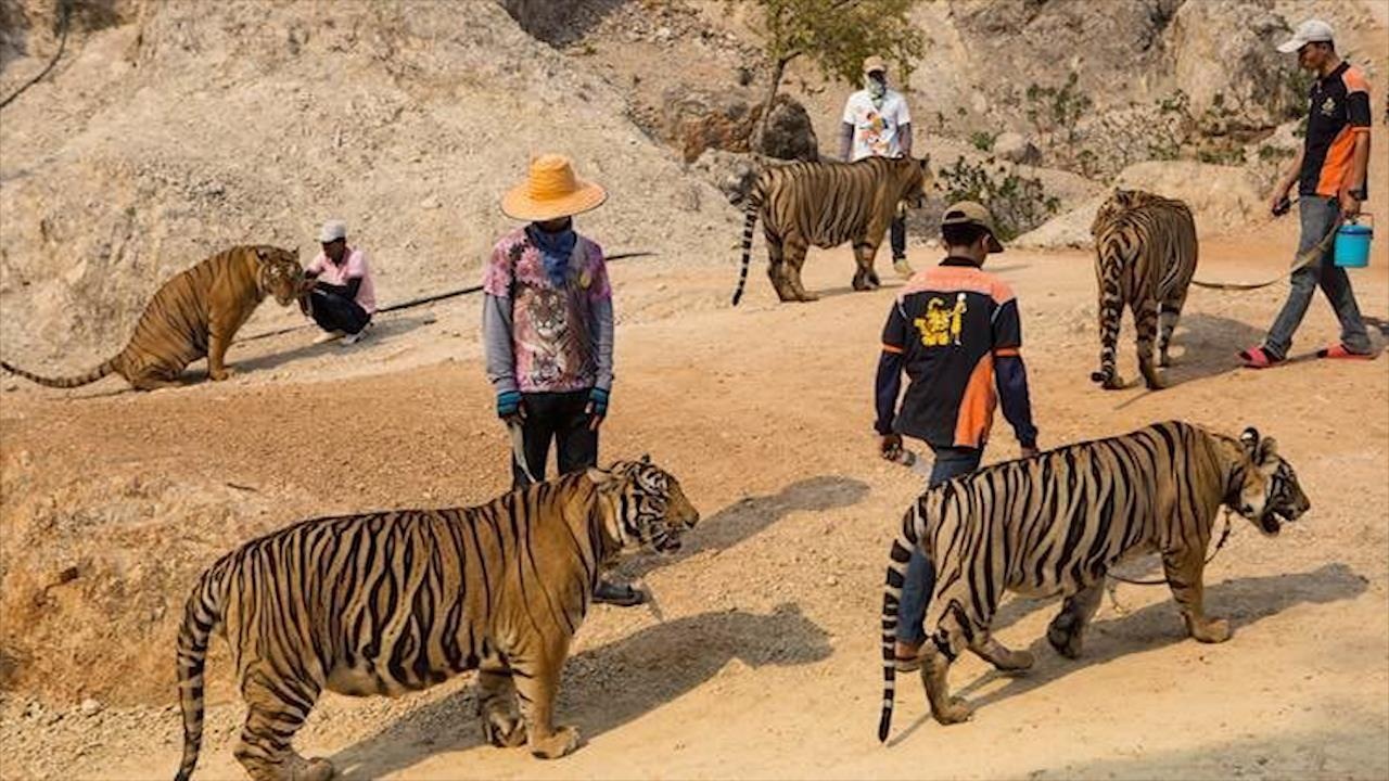 Hang chuc con ho bi chet khi dua khoi ngoi chua Thai Lan hinh anh