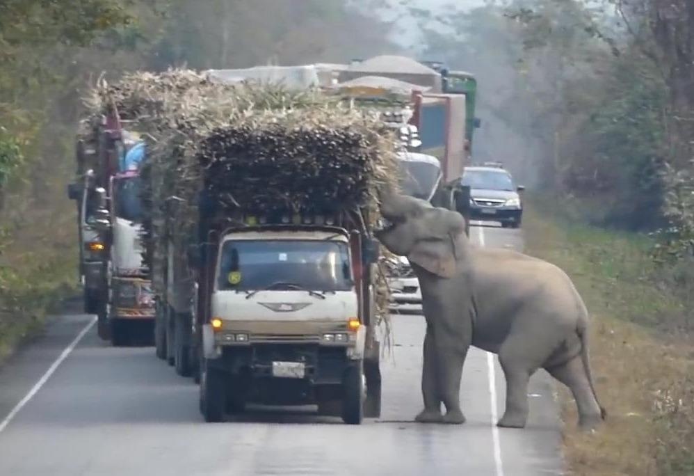 Voi chan doan xe tai de cuop mia hinh anh