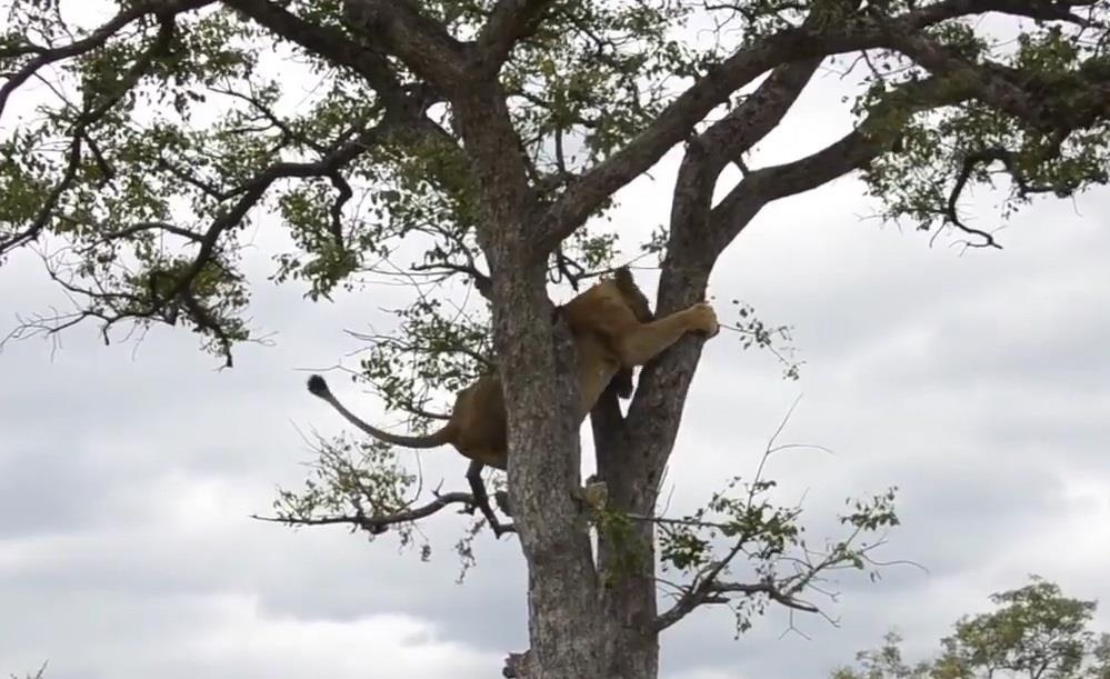 Su tu chiu nhuc truoc bay linh cau va man tra thu dang so hinh anh