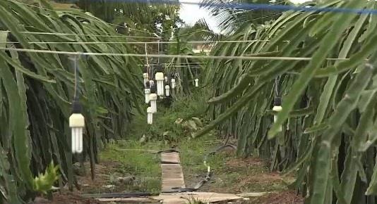 Bay dien trong vuon thanh long o mien Tay hinh anh