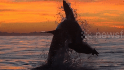 Ngoan muc ca map trang phong len khong trung dop moi hinh anh