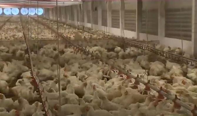 Gia ga o Viet Nam xuong thap ky luc hinh anh