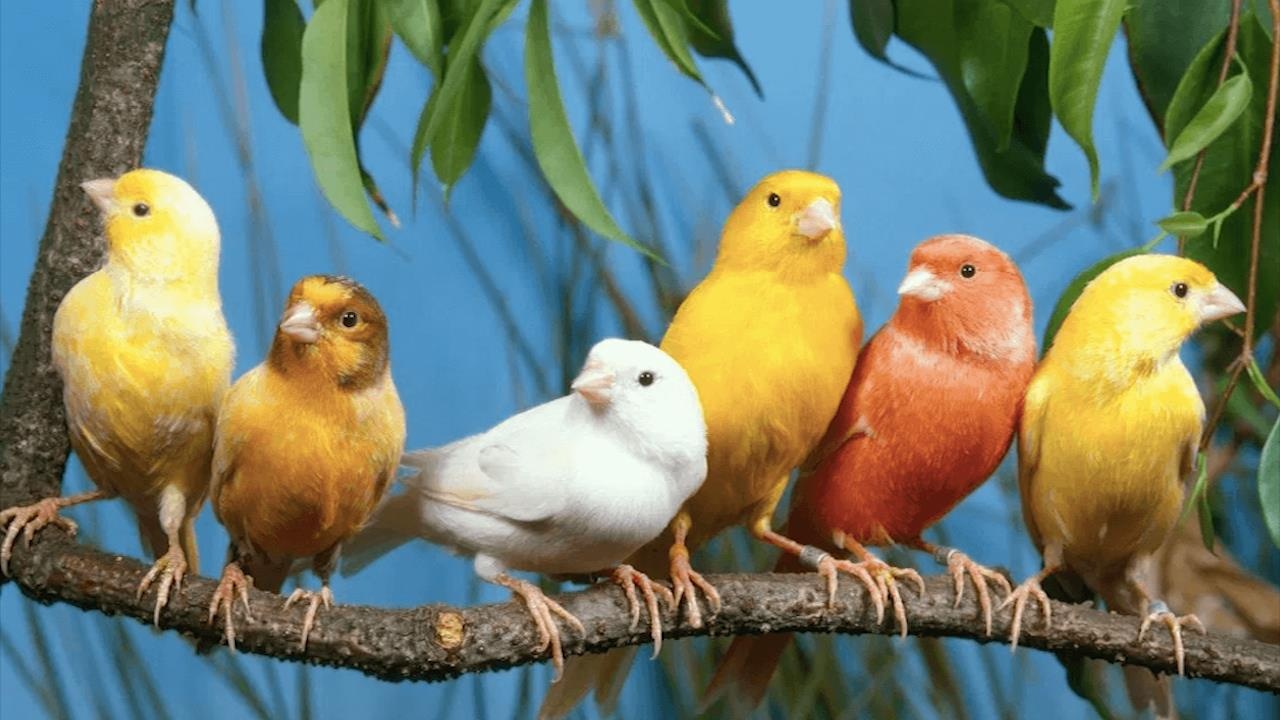 Cho Afghanistan ban chim tu khap noi tren the gioi hinh anh