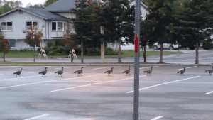 Dan ngong di deu nhu dieu hanh tren pho hinh anh