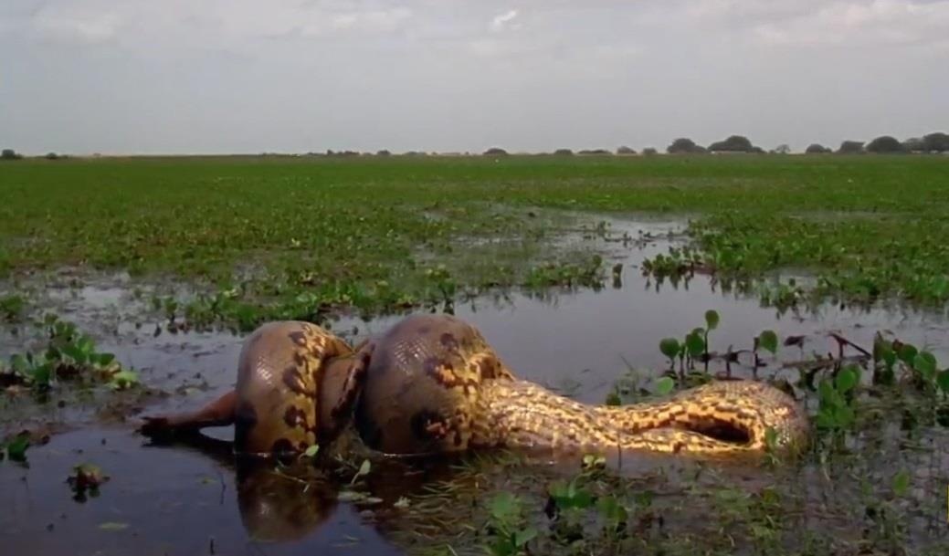 Tran anaconda quan siet con moi khung toi chet roi nuot chung hinh anh