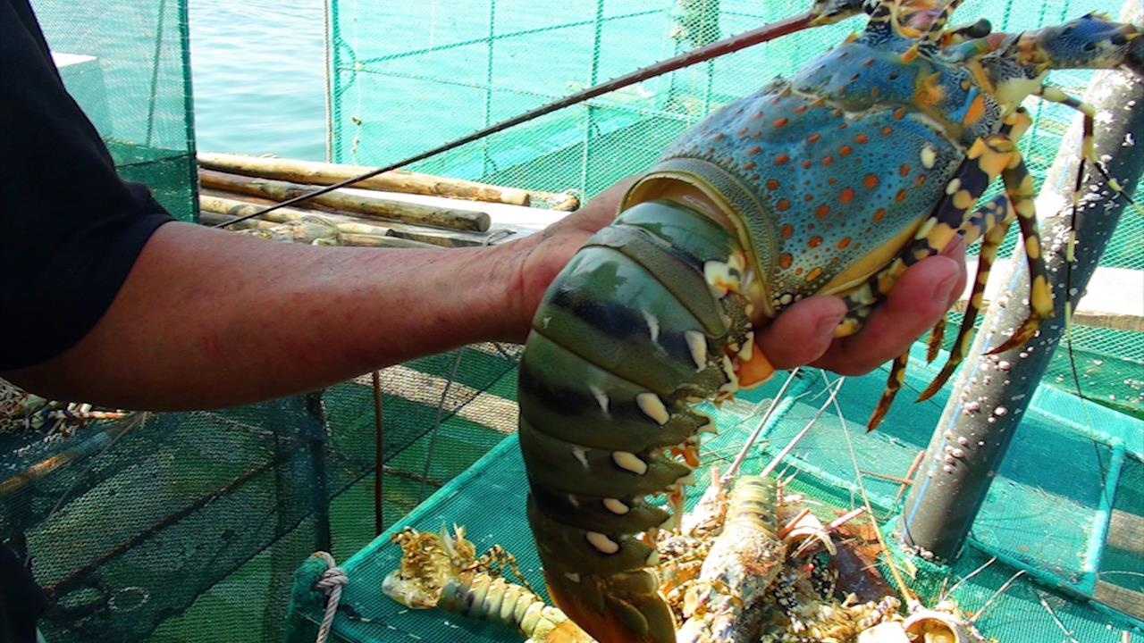 Tom hum bi rot gia mot nua tai Phu Yen hinh anh