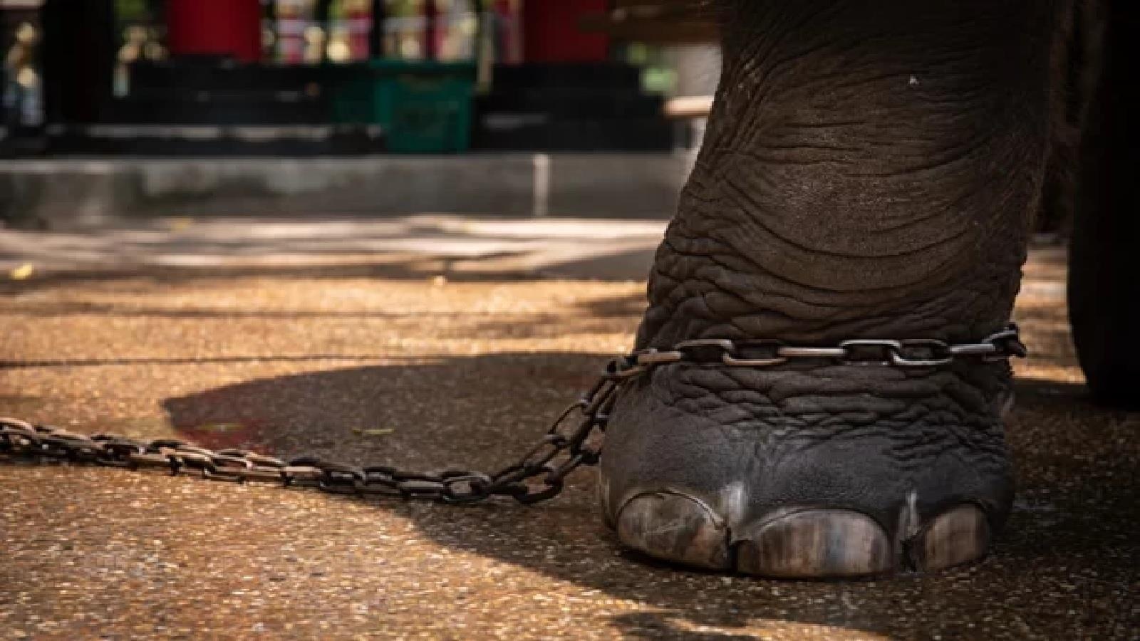 Vi sao voi o Thai Lan tro thanh bieu tuong cua su tuyet vong? hinh anh