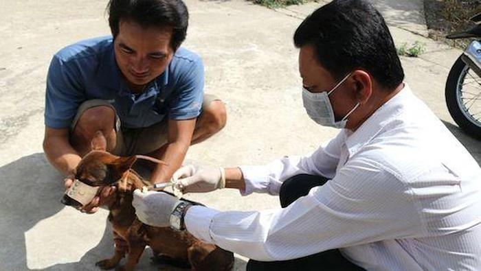 54 nguoi chet vi benh dai trong 9 thang dau nam hinh anh