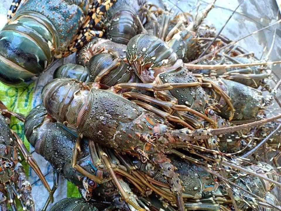 Xuat khau nong nghiep ca nam co the dat 44 ty USD hinh anh