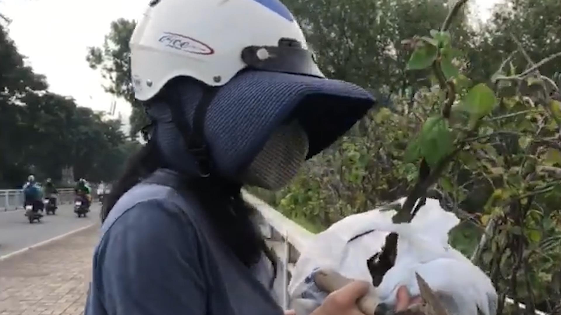 Nguoi phu nu trom cay canh o Phu My Hung hinh anh