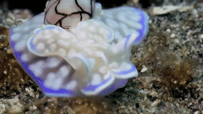 Loai oc sen quy hiem dep me hoac o Indonesia hinh anh