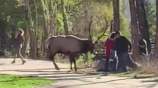 Khach du lich bi con nai dung cap sung khong lo tan cong hinh anh