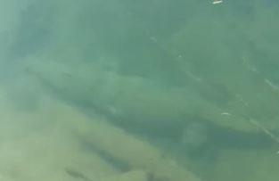 Ca sau an thit nguoi nguy trang duoi song san sang tan cong hinh anh