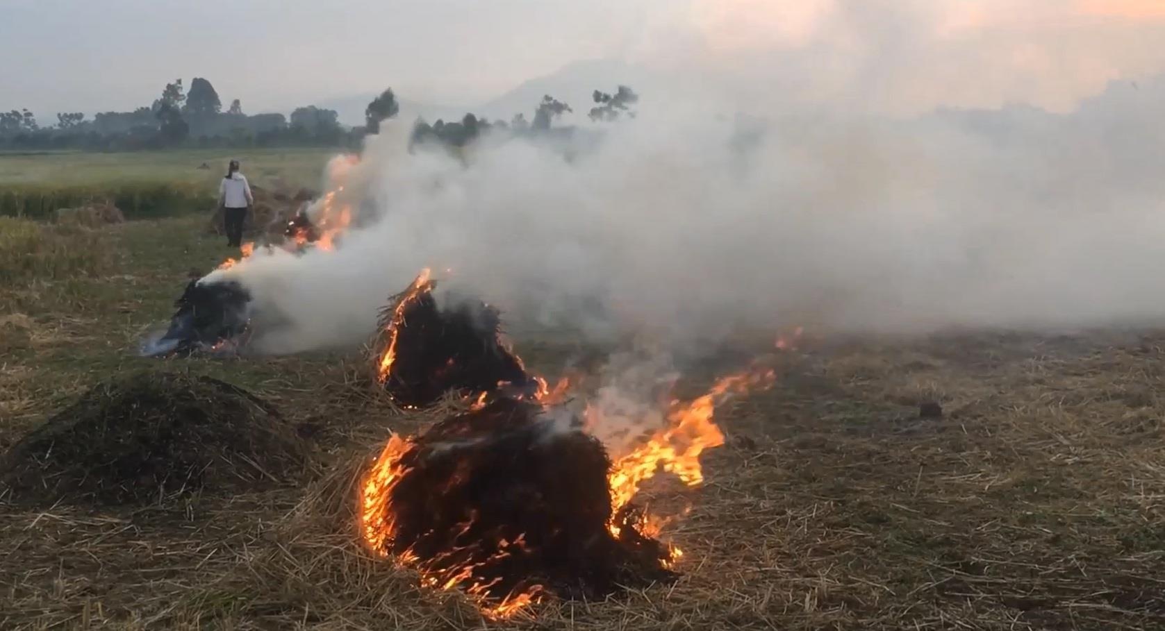 Nong dan dot rom ra sau thu hoach, khoi mu mit o ngoai thanh Ha Noi hinh anh