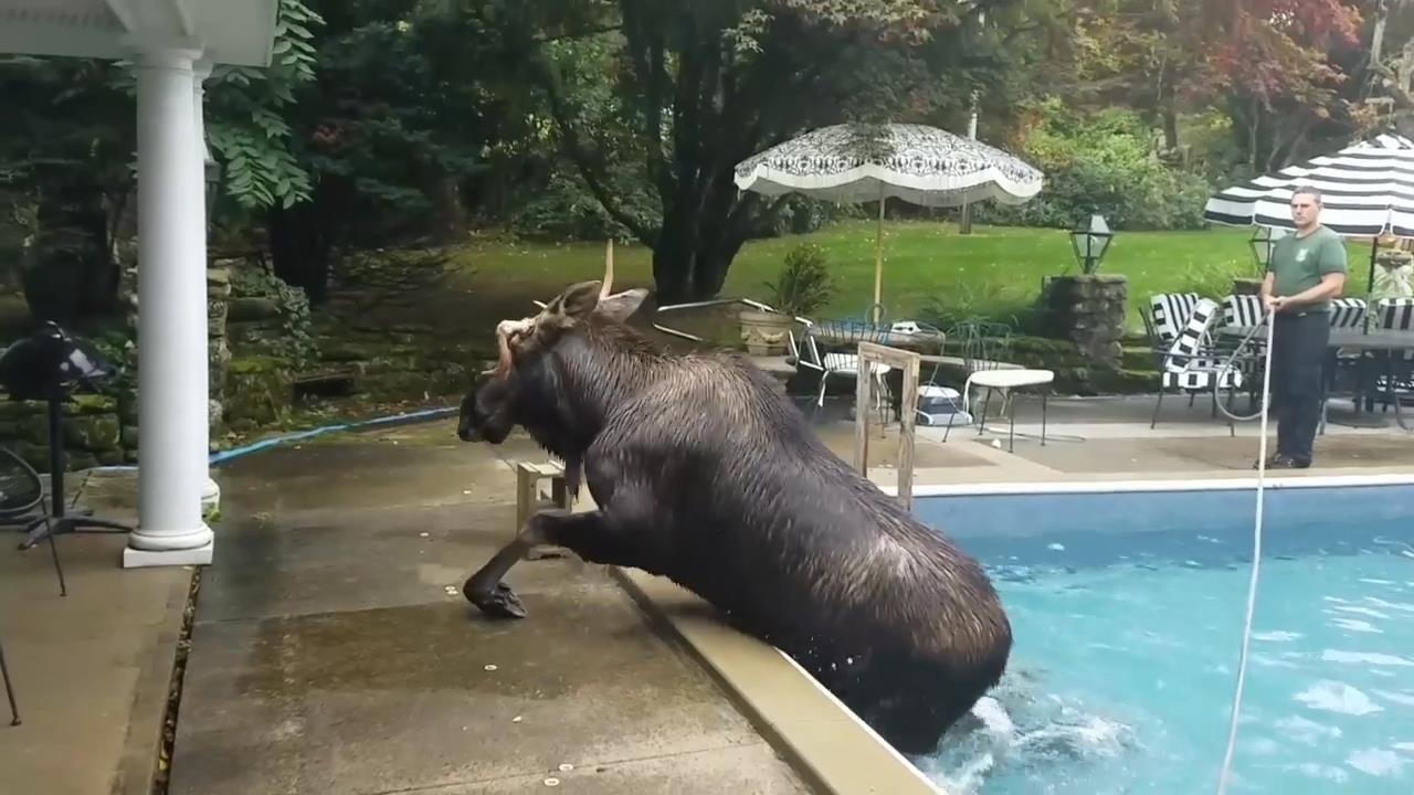 Giai cuu nai sung tam khong lo ket trong be boi o My hinh anh