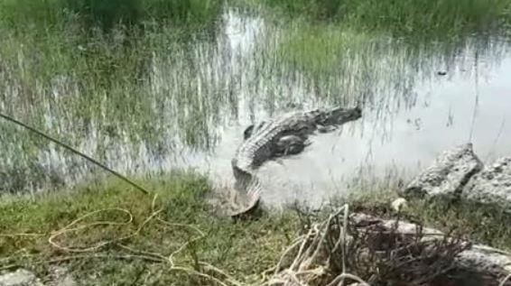 Ca sau khong lo bo len cao toc, tai xe hoang loan hinh anh