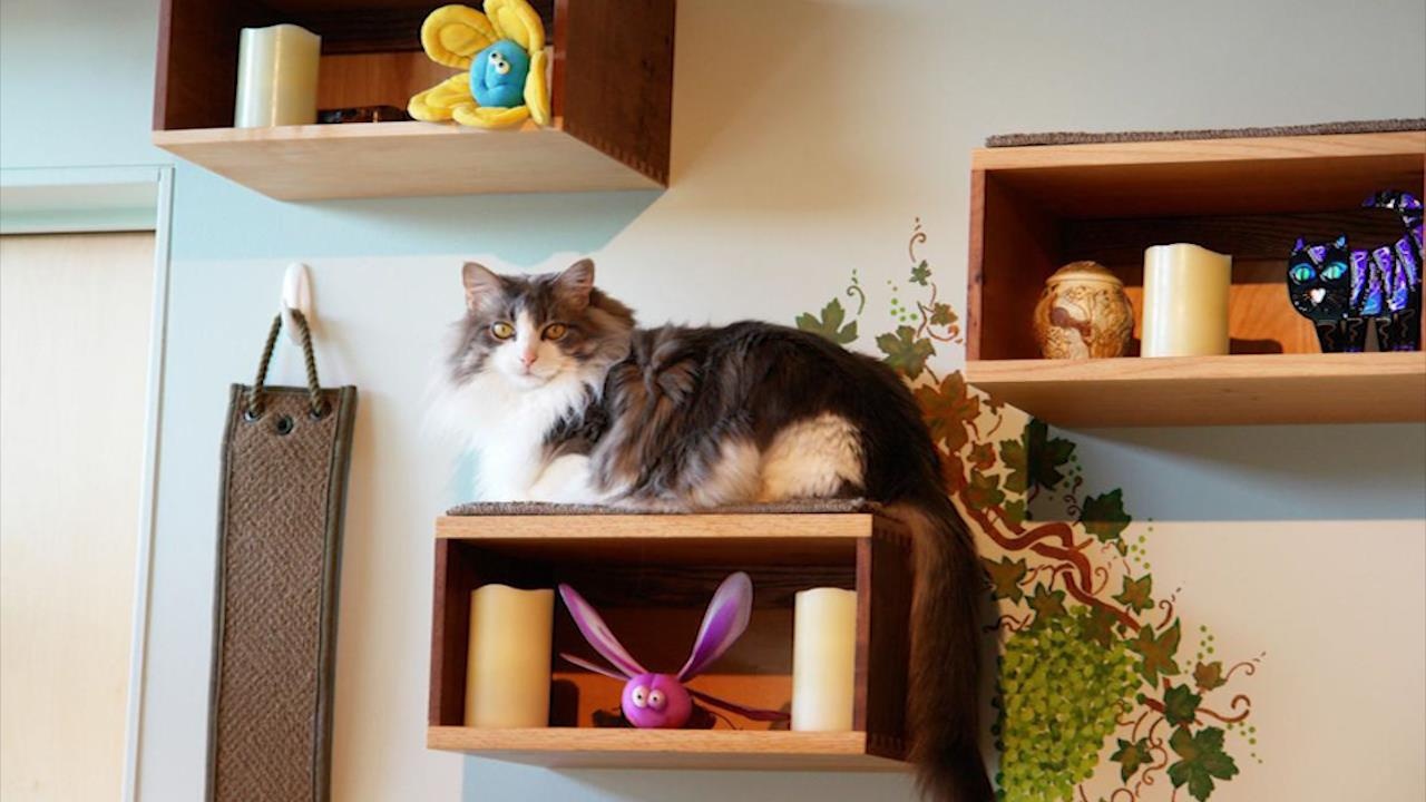 Chu can ho cao tang chi 16.000 USD bao ve meo hinh anh