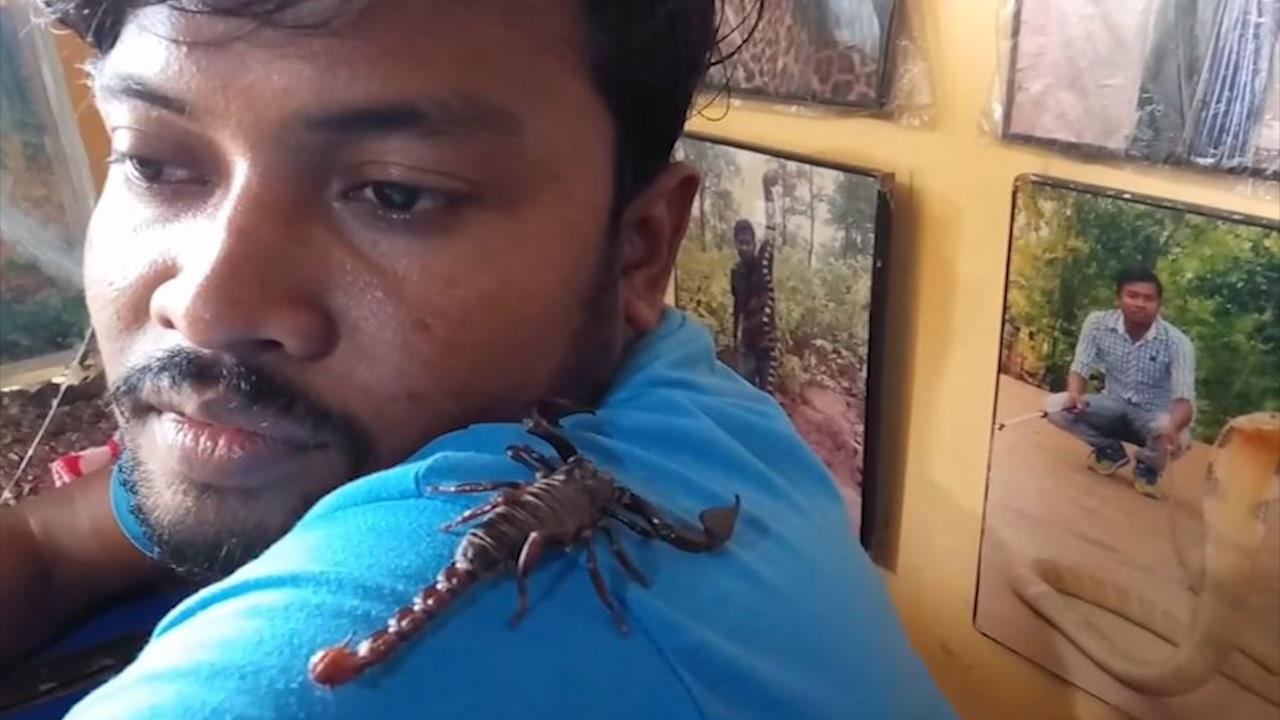 Nguoi dan ong An Do nuoi bo cap cuc doc lam thu cung hinh anh