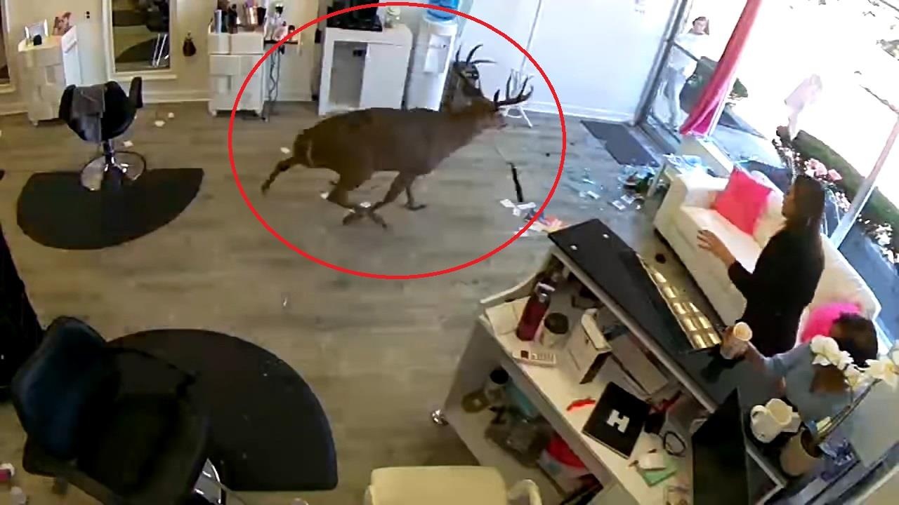 Huou huc tung kinh, xong vao salon toc pha huy do dac hinh anh