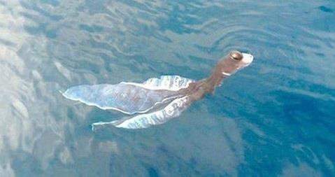 Su that ve thuy quai o bien Phu Quy hinh anh