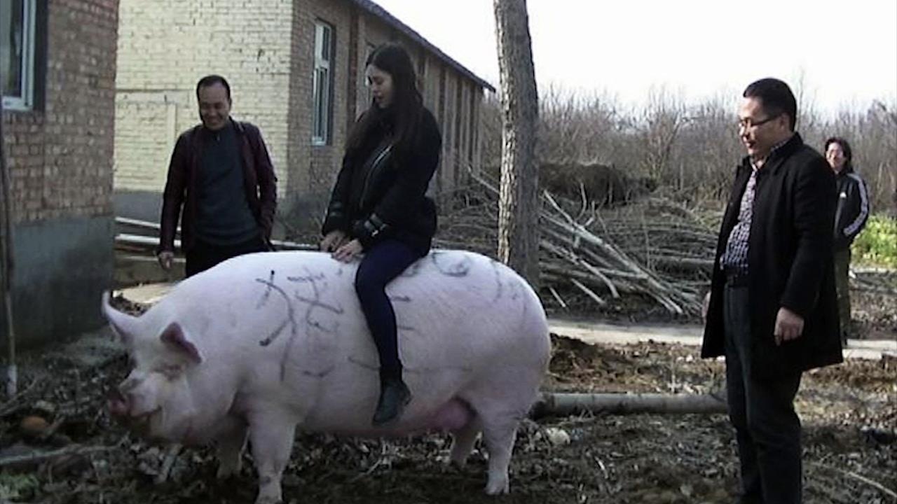 Lon khong lo co can nang 500 kg duoc Trung Quoc nhan giong hinh anh