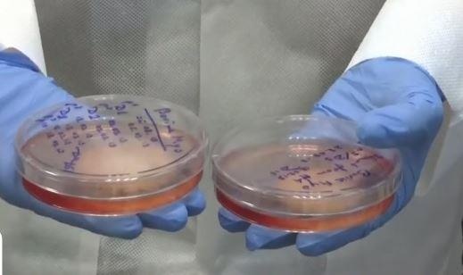 Thit cay tu phong thi nghiem Nga voi gia hon 14.000 USD hinh anh