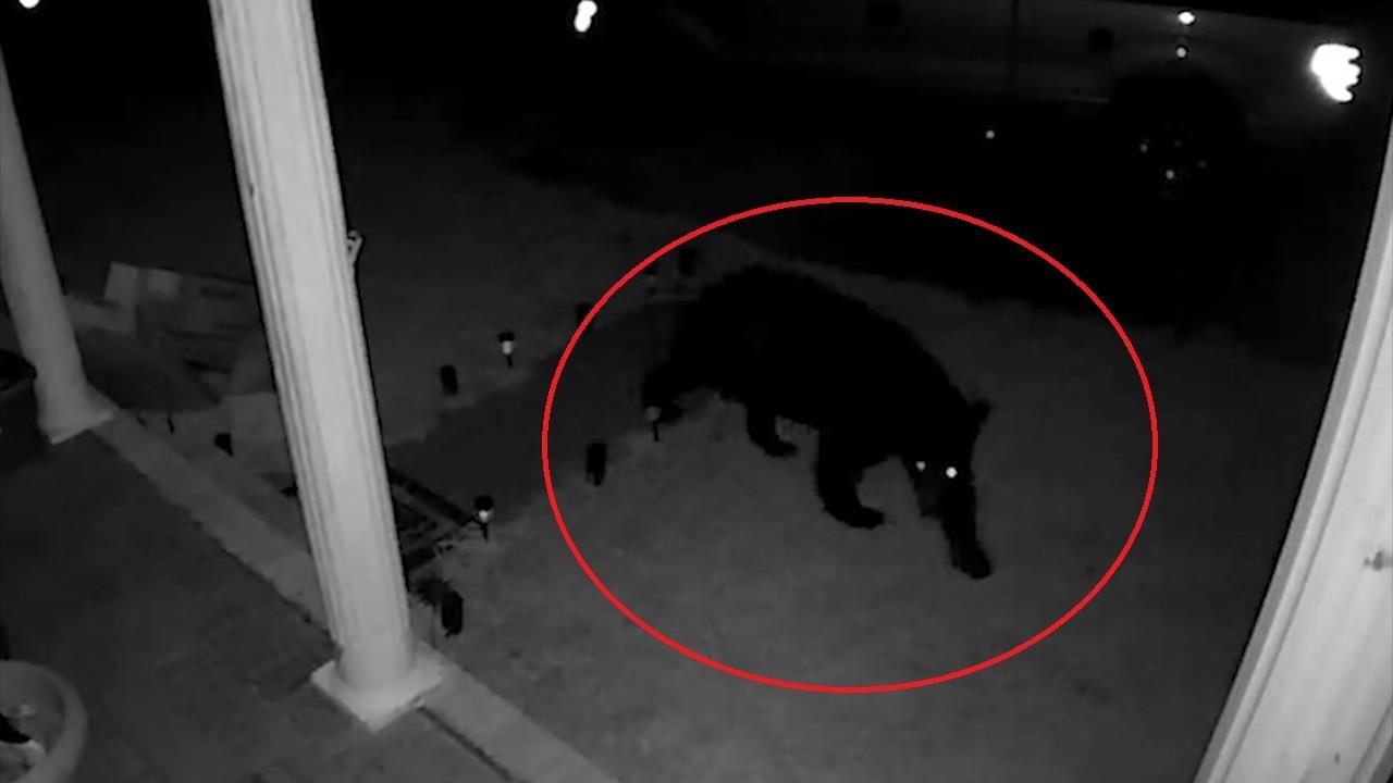 Gau len vao nha dan de tim thuc an o My hinh anh