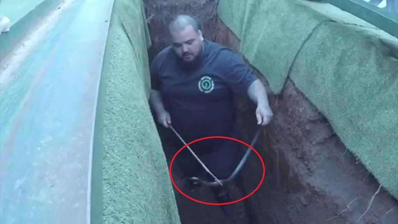 Dam tang bi gian doan vi ran doc len vao mo hinh anh