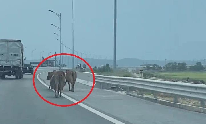 Dan bo tha rong ung dung di tren cao toc Hai Phong - Quang Ninh hinh anh