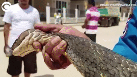 Ran ho mang chua dai 4 m duoc loi ra tu ong cong Thai Lan hinh anh